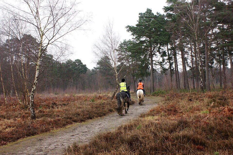Horse riders on a sandy track across Wisley Common